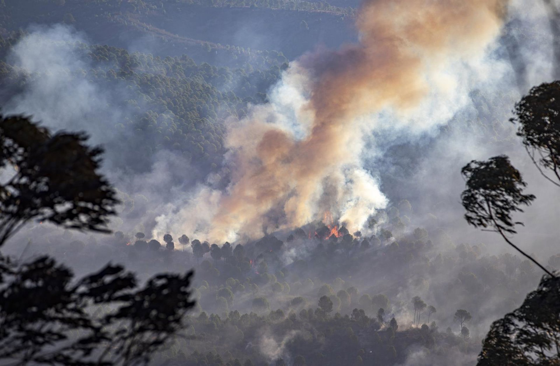 Continúan los trabajos de recuperación tras seis años del incendio de Almonaster que calcinó 15.000 hectáreas