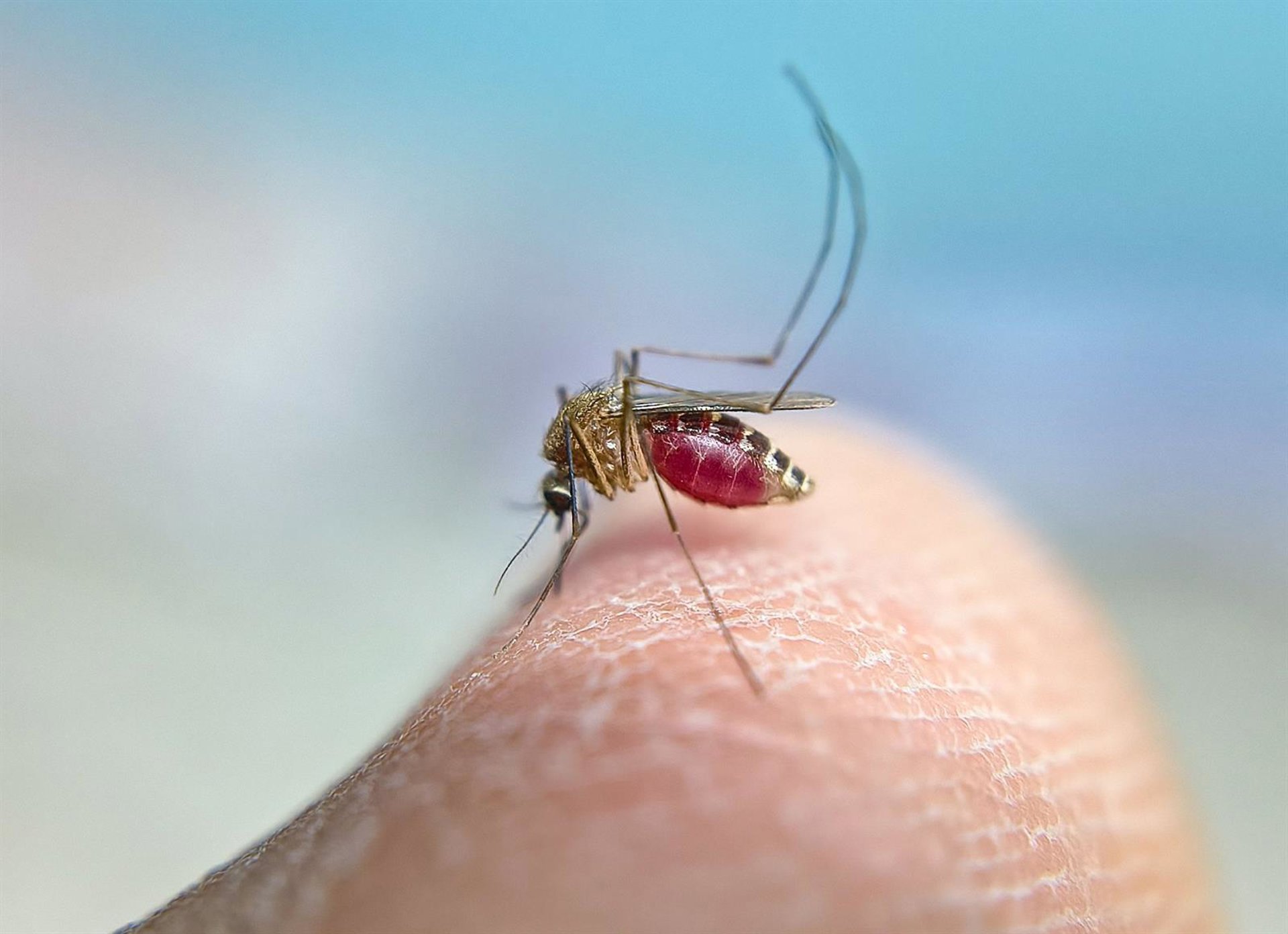 Sanidad declara Huelva capital como área en alerta tras detectar mosquitos portadores del virus del Nilo